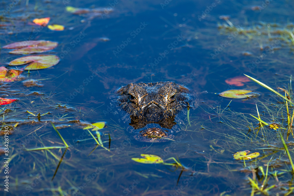 Yacare Caiman photographed in Corumba, Mato Grosso do Sul. Pantanal Biome. Picture made in 2017. Yacare Caiman photographed in Corumba, Mato Grosso do Sul. Pantanal Biome. Picture made in 2017.