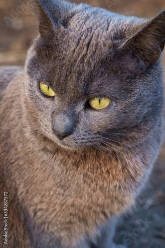 british grey cat