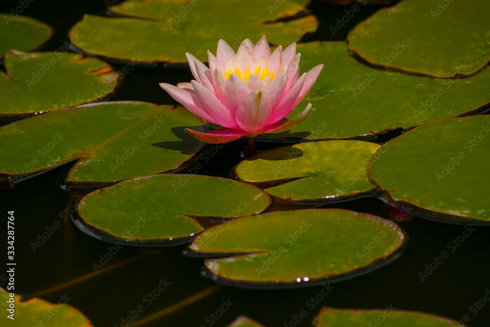 colorful lotus flower on the water colorful lotus flower on the water
