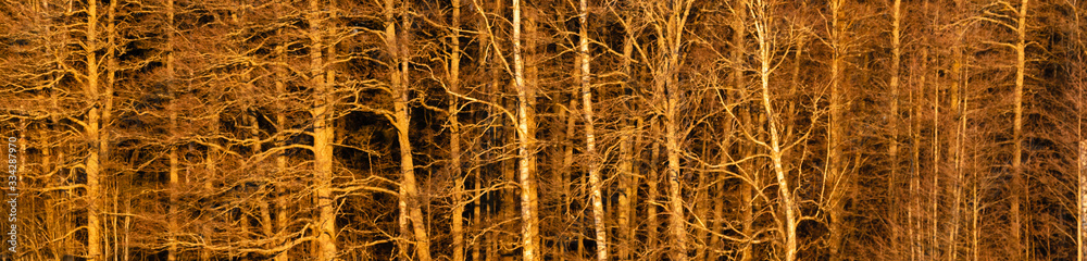 Nordic forest in the winter at sundown. Trees without leaves. Strip. Golden light Nordic forest in the winter at sundown. Trees without leaves. Strip. Golden light