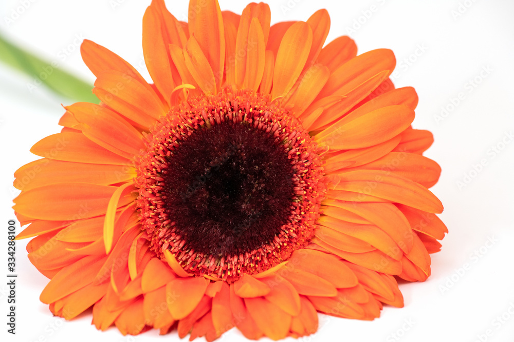 Gerbera-a magnificent flower with petals, like a Daisy orange on a white background. Gerbera is a perennial beautifully blooming flower.