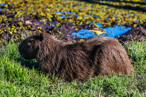 Capybara and Cattle Tyrant photographed in Corumba, Mato Grosso do Sul. Pantanal Biome. Picture made in 2017. photo