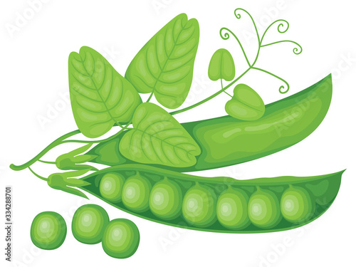 Vector illustration with realistic green pea pods, tendrils and leaves isolated on white background. Fresh vegetables or food icon