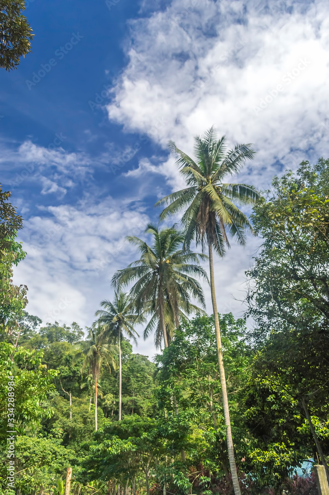 Obraz premium Coconut tree under the blue skies