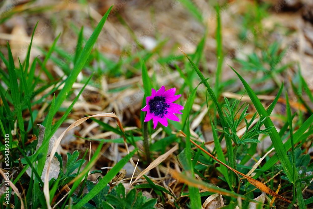 A pink spring flower sprouts from the green grass in the forest A pink spring flower sprouts from the green grass in the forest