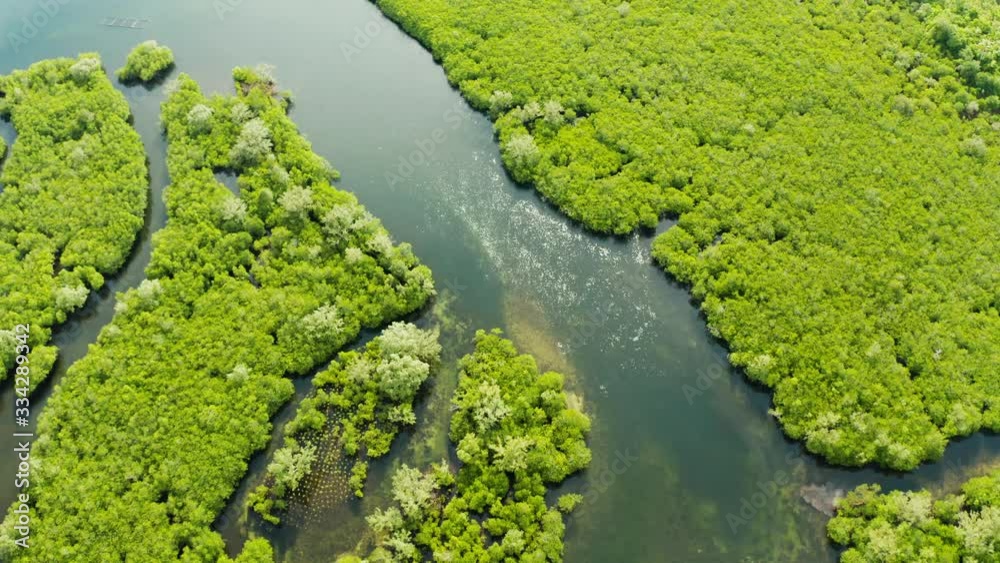 Aerial view of Mangrove forest and river. Aerial view of Mangrove forest and river.