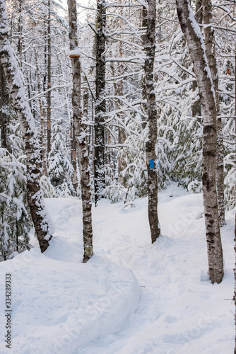 winter woods landscape  © C.A.SmithPhotography