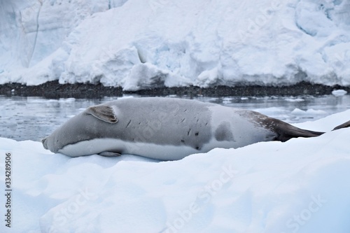 Crabeater ( Krill-eater ) Seal , Antarctica  photo