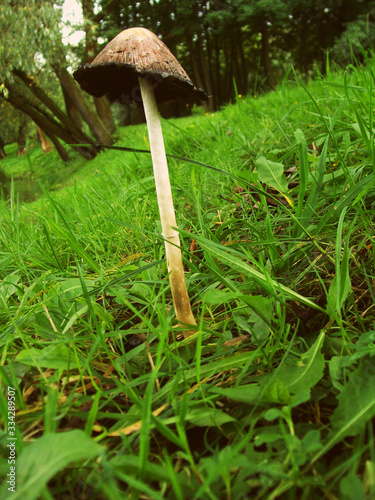 Lonely Mushroom in the Green Park