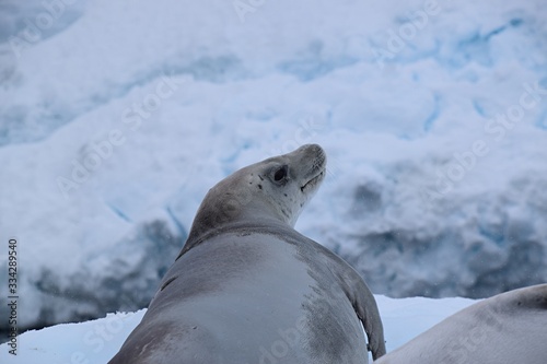 Crabeater ( Krill-eater ) Seal , Antarctica 