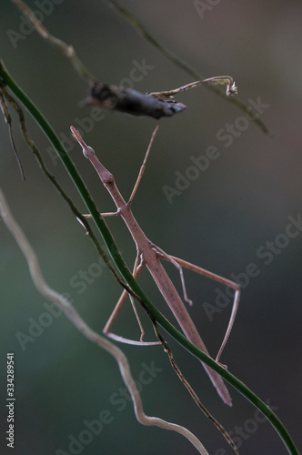 False stick bug (Proscopiidae) hidden in vegetation photo