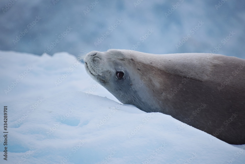 Fototapeta premium Crabeater ( Krill-eater ) Seal , Antarctica 