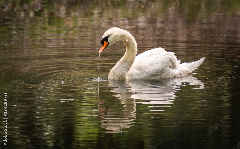 Fototapeta premium Wild Mute Swan swimming in lake in Rome Georgia.