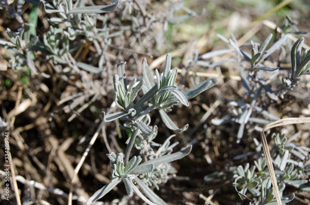 Lavender green foliage in early spring... Lavender green foliage in early spring...