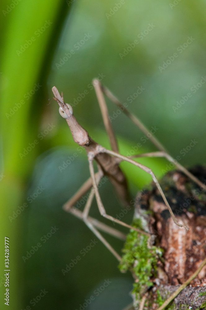 False stick bug (Proscopiidae) hidden in vegetation False stick bug (Proscopiidae) hidden in vegetation
