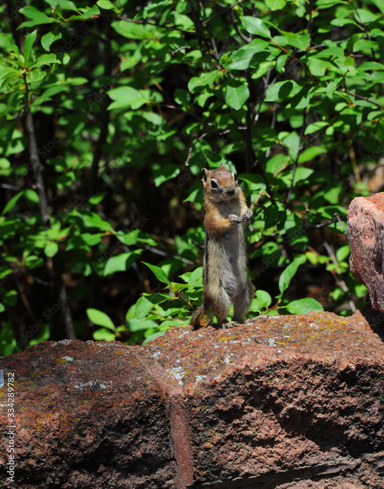 Obraz premium Begging Chipmunk at Little Tesuque Picnic Ground