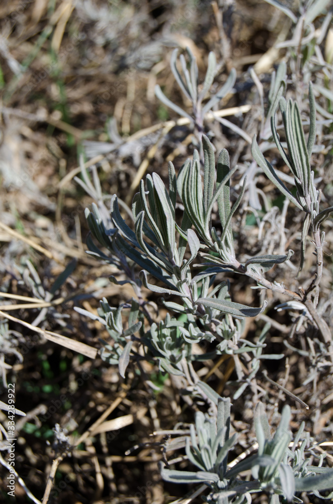 Lavender green foliage in early spring