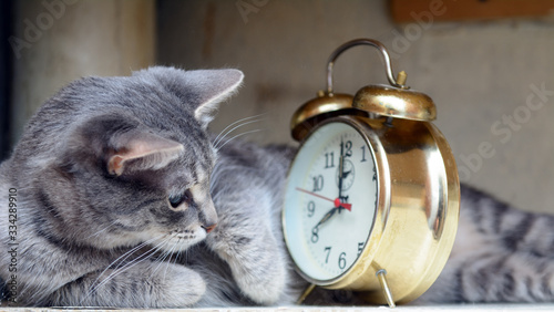 The cat lies on its side. Looks at a vintage alarm clock. Concept - wake up on time, mode