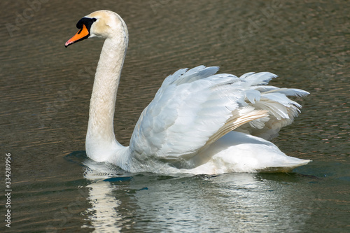 Wild Mute Swan swimming in lake in Rome Georgia.