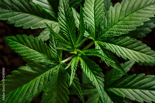  Close-up young hemp. Cannabis is a standoff between a drug and a medicine.growing organic cannabis background herb on the farm