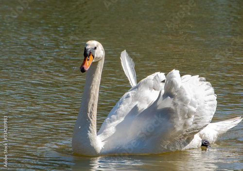 Photography Wild Mute Swan swimming in lake in Rome Georgia.