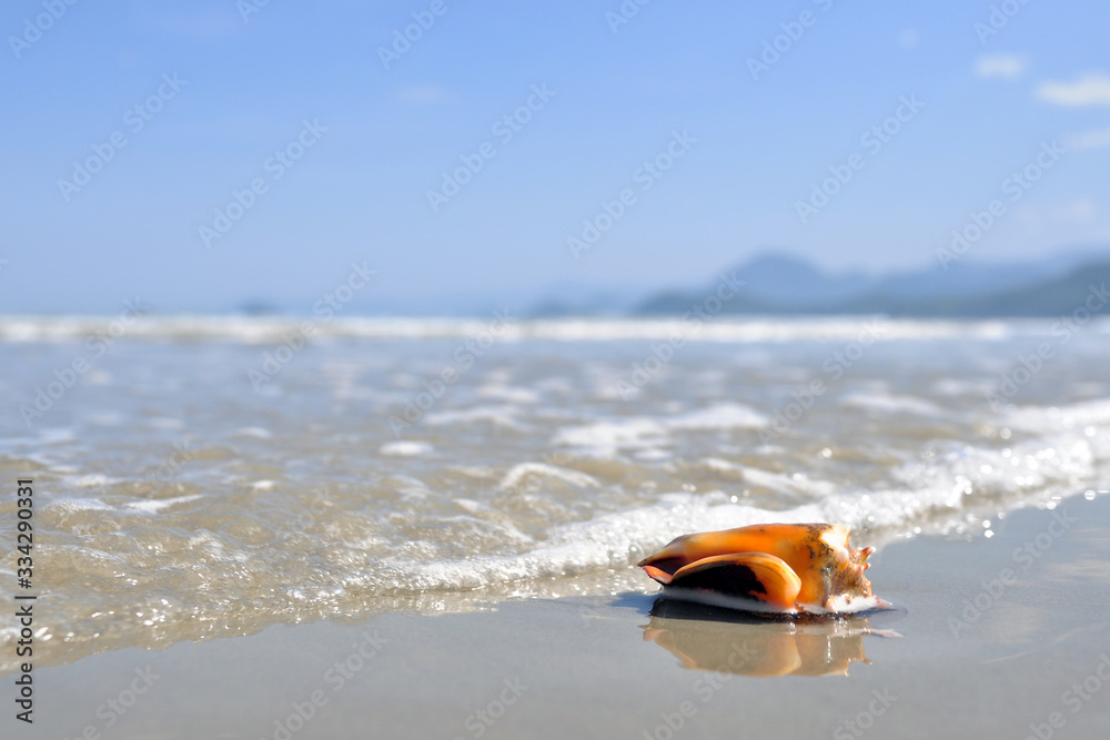 Gatropode mollusk shell on Ubatuba beach (SP) Brazil Gatropode mollusk shell on Ubatuba beach (SP) Brazil