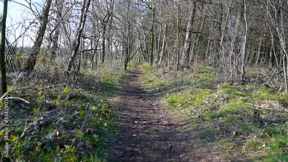 Waldlandschaft mit einem blauen Himmel als Hintergrund Waldlandschaft mit einem blauen Himmel als Hintergrund