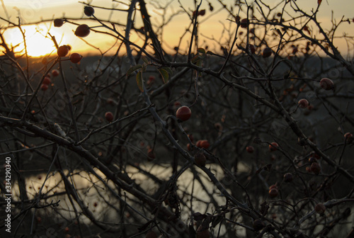 berries at sunset