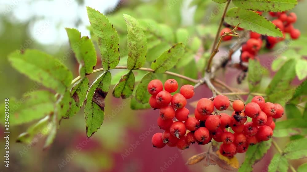 A close up of rowan berries in the wind (Sorbus aucuparia)