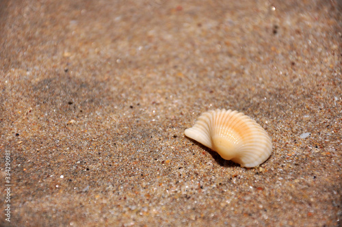Bivalve mollusk shell at Ubatumirim Beach - Ubatuba (SP) - Brazil