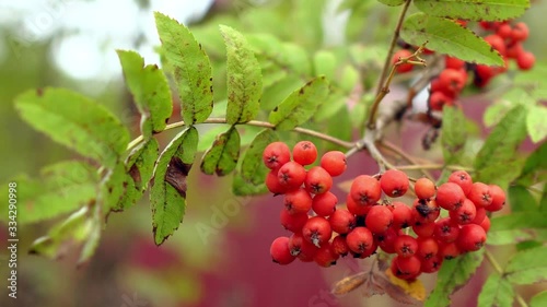A close up of rowan berries in the wind (Sorbus aucuparia) photo