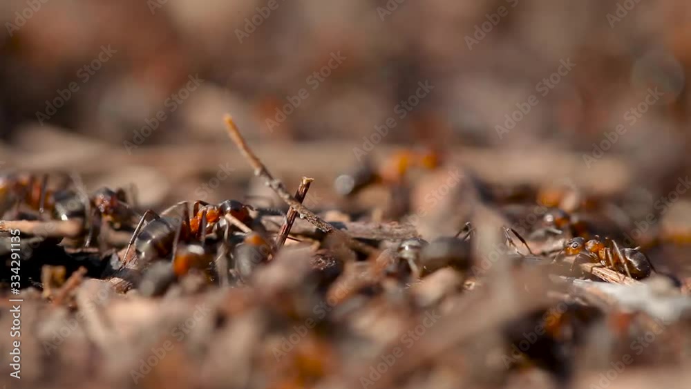 Lots of ants. Colony close up. Insect ant in the wild. Macro life. Organization, going. Lots of ants. Colony close up. Insect ant in the wild. Macro life. Organization, going.