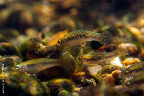 Guaru fish  Poeciliidae  in a coastal city river in southeastern Brazil