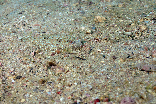 Flounder fish camouflaged on the  seabed sand © Leandro