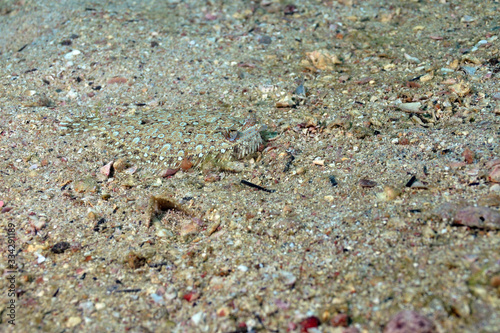 Flounder fish camouflaged on the seabed sand