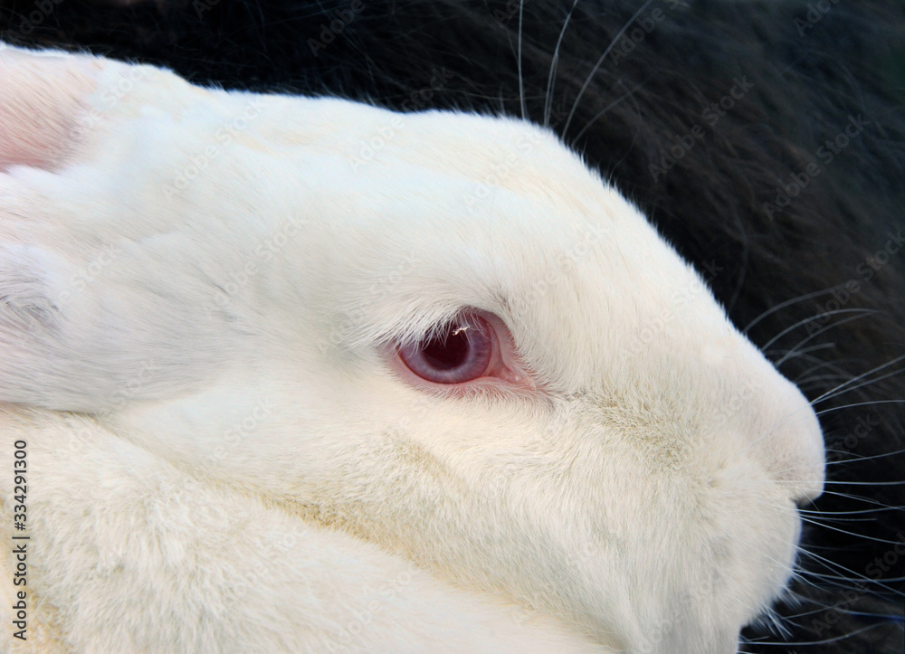 Closeup of Pink Eye of Flemish Giant Rabbit Closeup of Pink Eye of Flemish Giant Rabbit