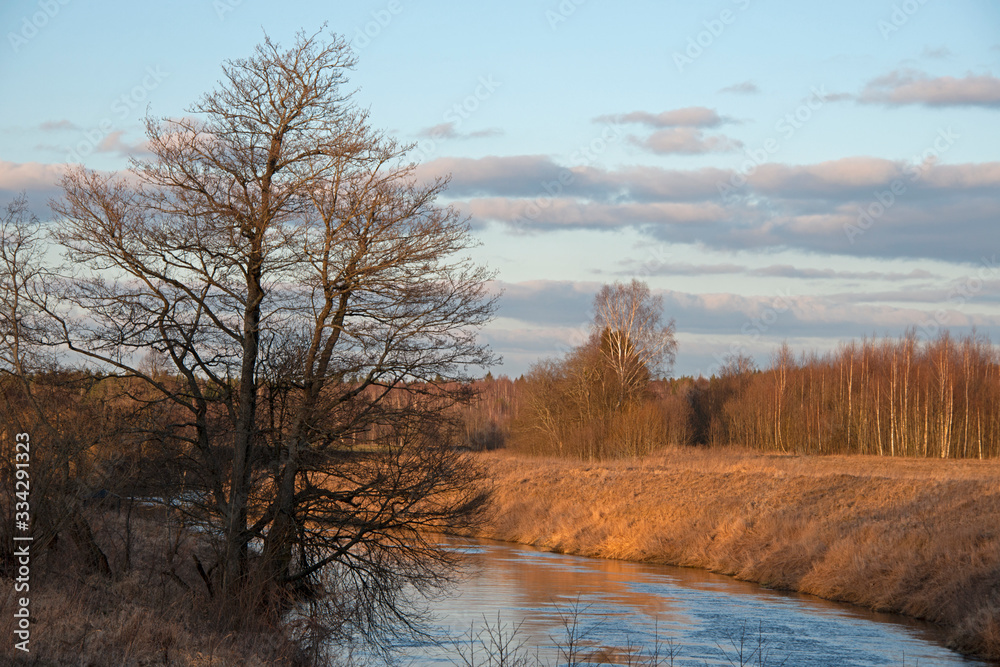 trees near the river under the spring sun trees near the river under the spring sun