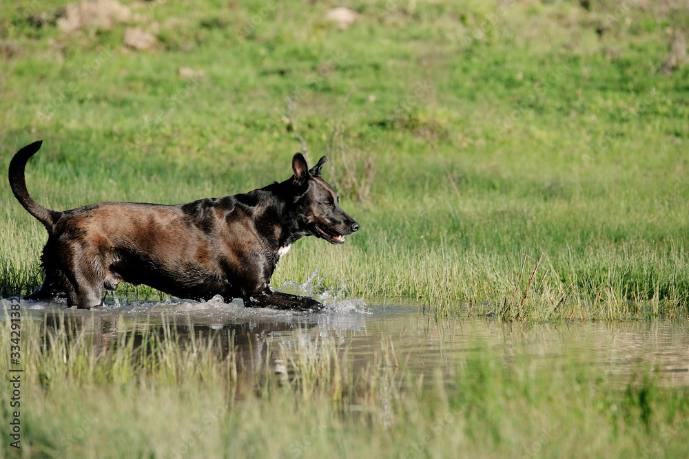Pet dog walking through water in rural landscape during spring, copy space on grass background.