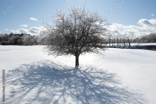 trees in the snow