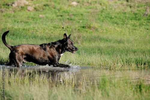 Pet dog walking through water in rural landscape during spring, copy space on grass background. © ccestep8