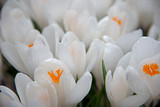 white saffron under the spring sun