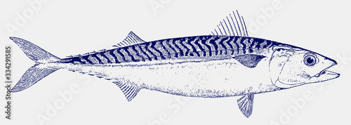 Frigate mackerel auxis thazard, migratory food fish living in tropical oceans photo