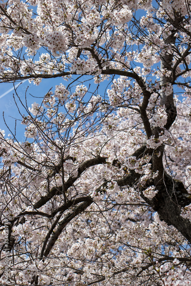 Spring blooms in Washington DC during National Cherry Blossom Festival Spring blooms in Washington DC during National Cherry Blossom Festival