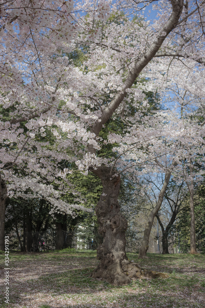 Spring blooms in Washington DC during National Cherry Blossom Festival Spring blooms in Washington DC during National Cherry Blossom Festival