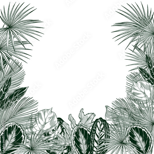 Tropical leaves and branches.