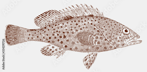 Kelp bass paralabrax clathratus, marine food fish from the North Pacific Ocean