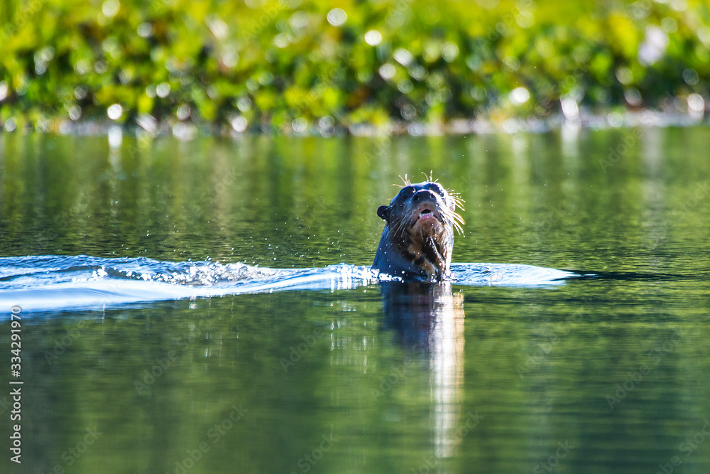 Giant Brazilian Otter photographed in Corumba, Mato Grosso do Sul. Pantanal Biome. Picture made in 2017.