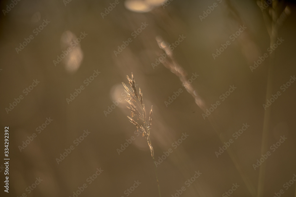 Fototapeta premium Nature