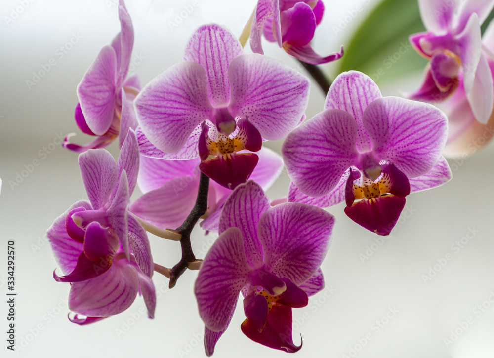 Fototapeta premium Soft close-up focus of beautiful branch of striped purple mini orchids Sogo Vivien. Phalaenopsis, Moth Orchid with green leaves on white background. Nature concept for design.