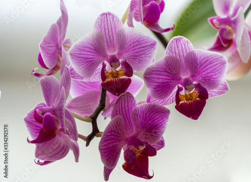 Soft close-up focus of beautiful branch of striped purple mini orchids Sogo Vivien. Phalaenopsis  Moth Orchid with green leaves on white background. Nature concept for design.